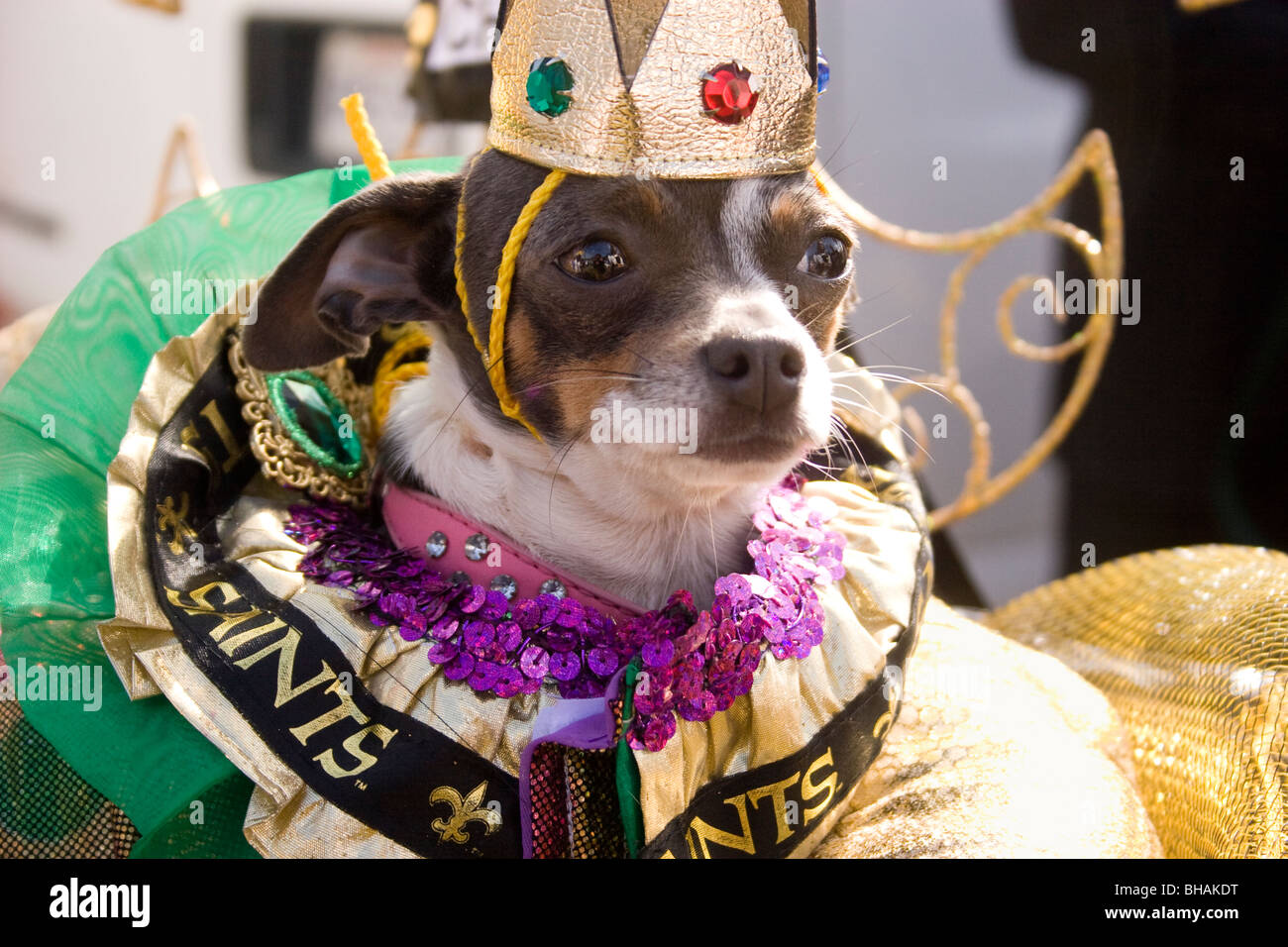 Chihuahua cane in costume per il cane Barkus parade. New Orleans, LA, Stati Uniti d'America. Foto Stock