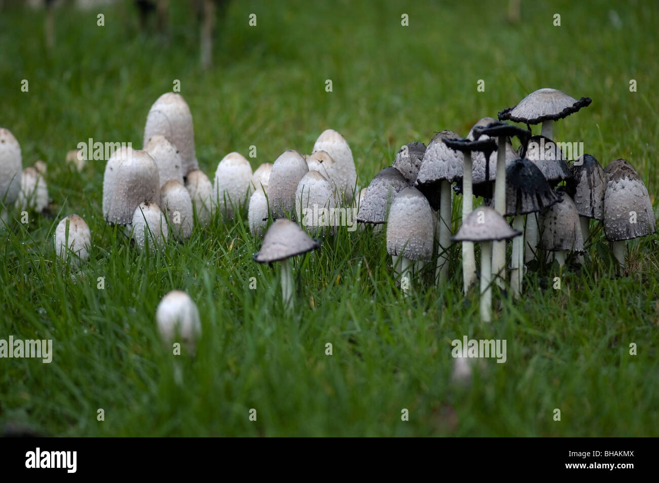 Autunno British funghi Foto Stock