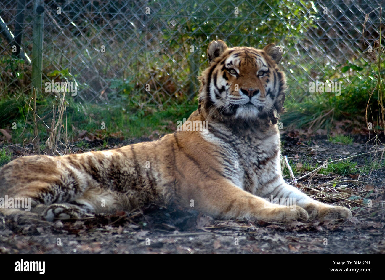 Un bel Amur (ex Siberian) tigre guarda in alto da un sonnellino nel proprio recinto nel giardino zoologico d'Asson nei Pirenei francesi Foto Stock