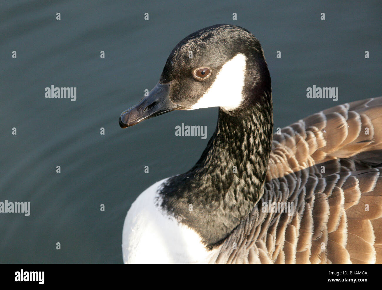 Canada Goose, Branta canadensis, anatidi Foto Stock