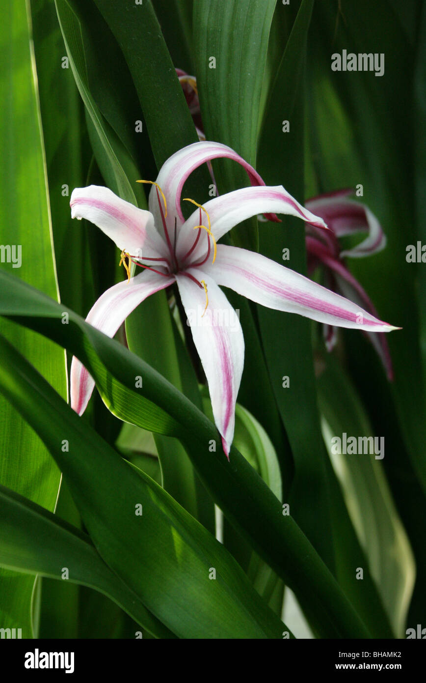 Il Ragno Gigante Lily o gigante Swamplily, Crinum amabile, Amaryllidaceae, Sumatra, Sud Est asiatico Foto Stock