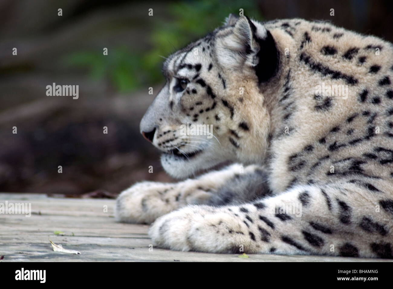 Un snow leopard nel profilo in zoo d'Asson vicino a Pau Pirenei francesi Foto Stock