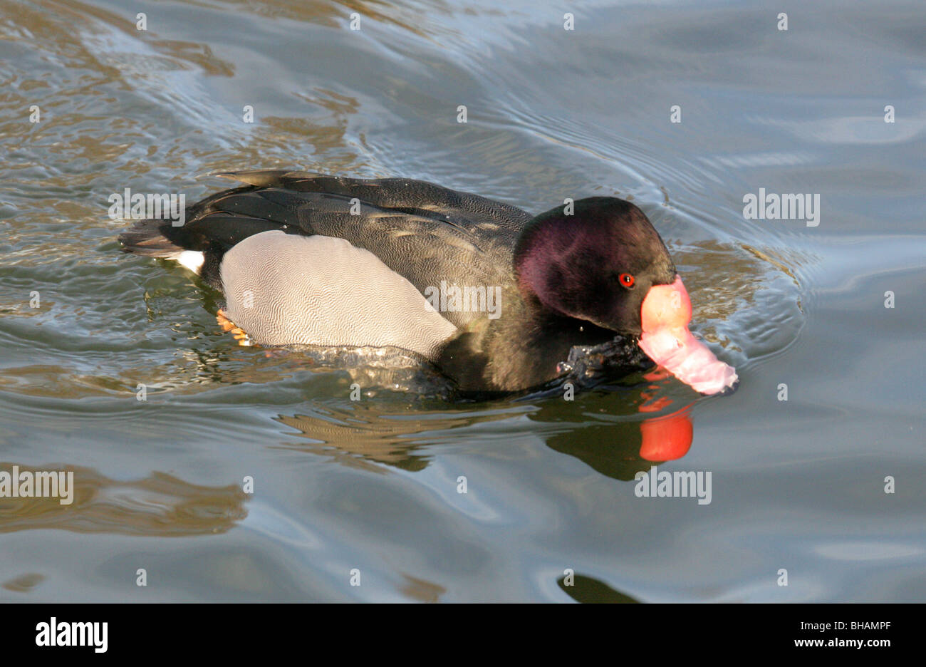 Rosy fatturati Duck, Netta peposaca, anatidi Foto Stock