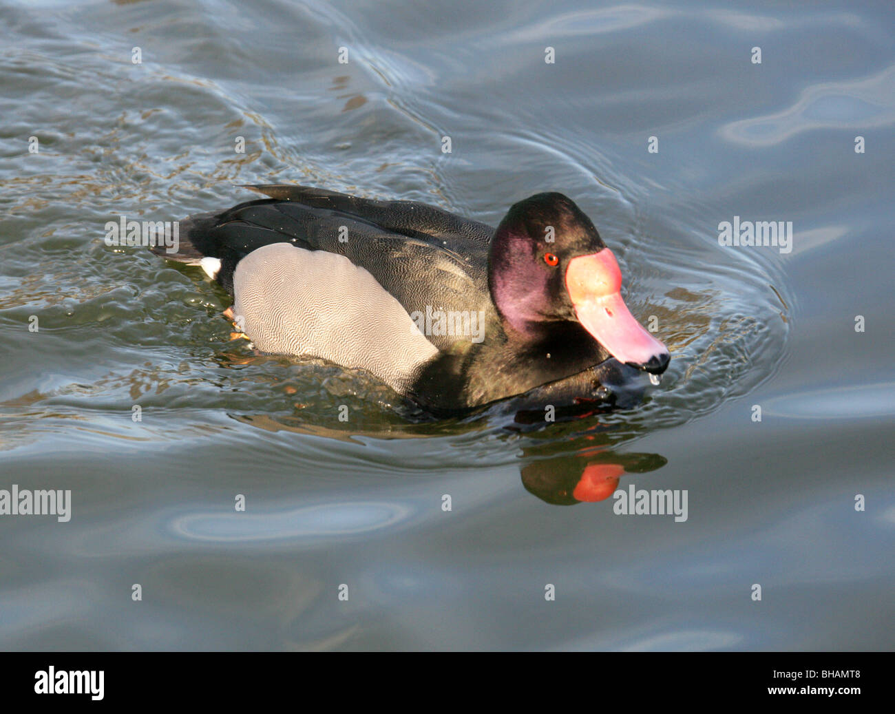 Rosy fatturati Duck, Netta peposaca, anatidi Foto Stock