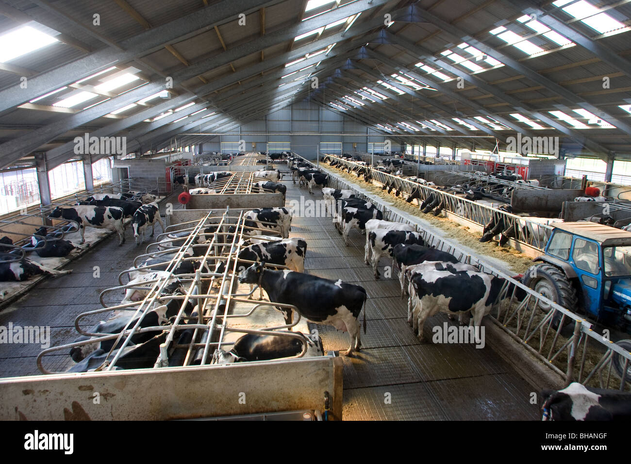 Intensivo di vacche da latte Foto Stock