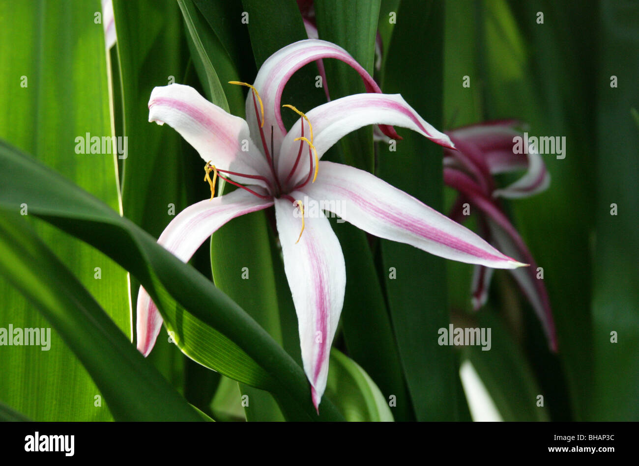 Il Ragno Gigante Lily o gigante Swamplily, Crinum amabile, Amaryllidaceae, Sumatra, Sud Est asiatico Foto Stock