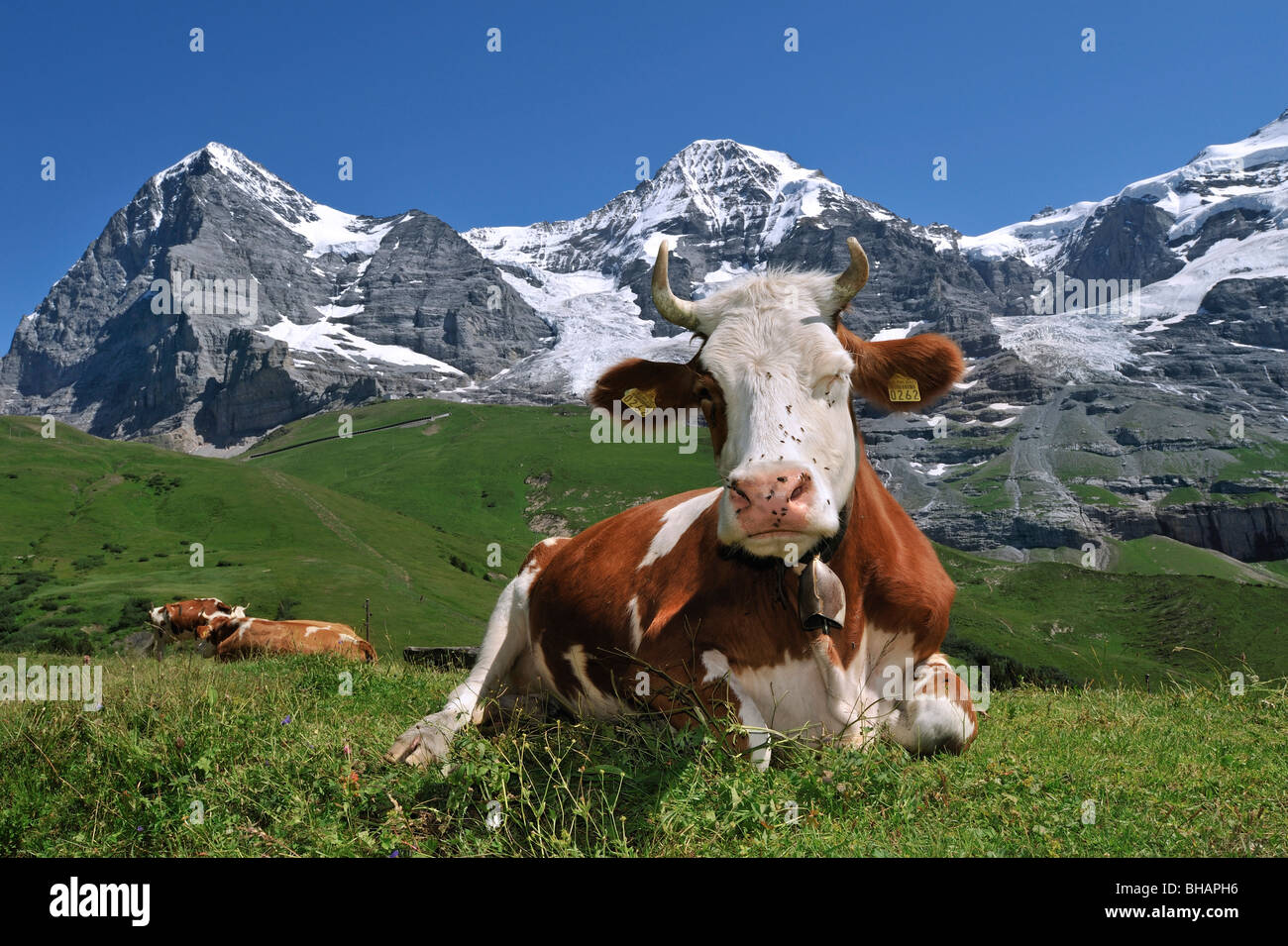 Il Monte Eiger e mucca alpina (Bos taurus) con campanaccio in appoggio in pascolo, alpi svizzere, Svizzera Foto Stock