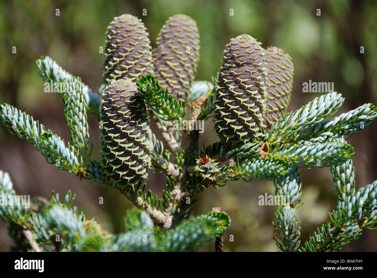 Il fogliame insolito e schema simmetrico di Abies koreana o coreano abete Foto Stock