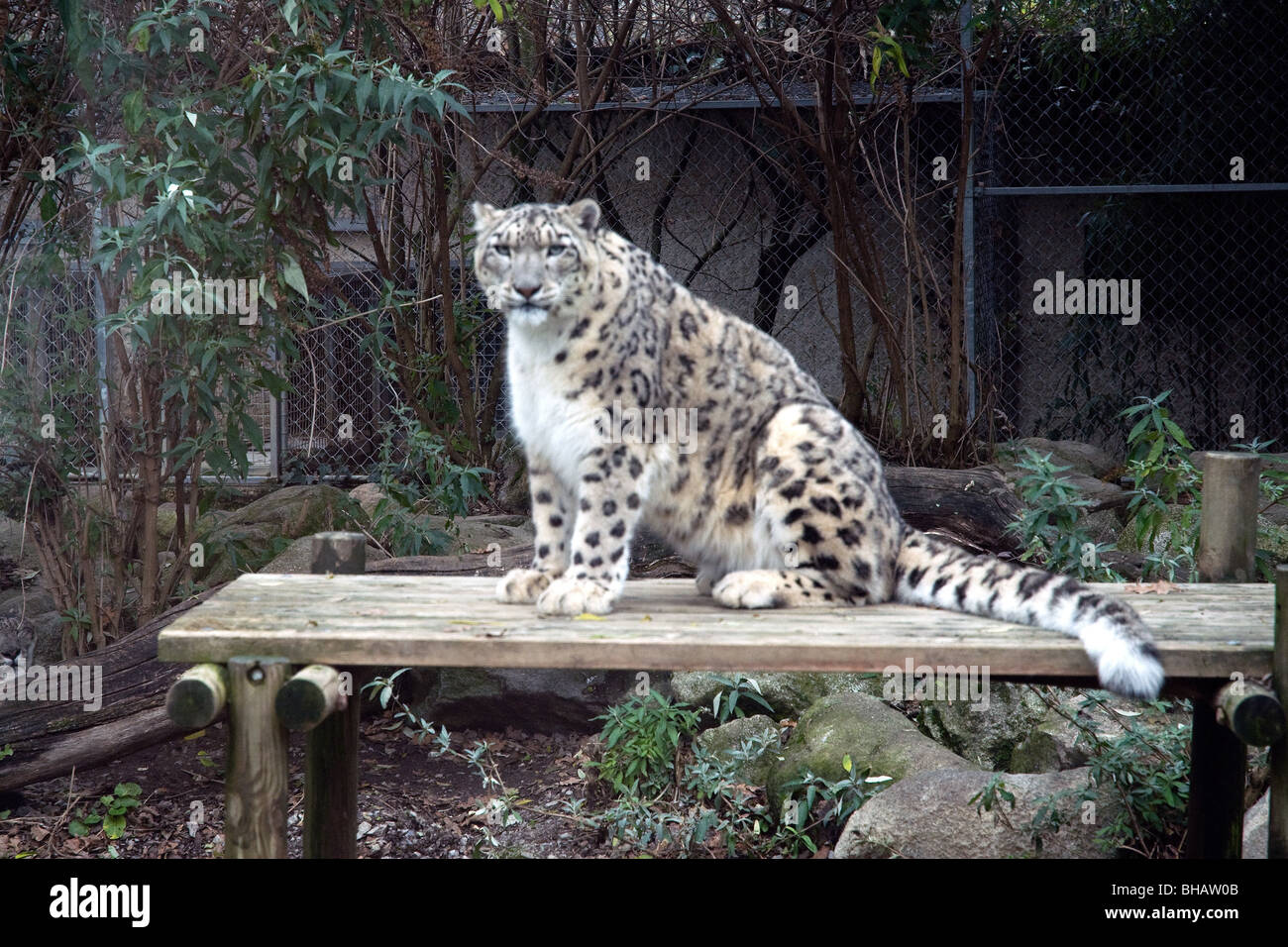 Un snow leopard la guarda da una tabella di rilassarsi nel giardino zoologico d:Asson vicino a Pau Pirenei francesi Foto Stock