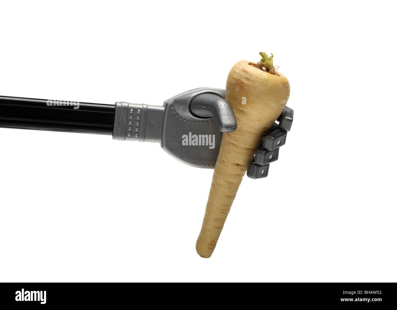 Robot rapa selvatica pastinaca pastinaca sativa ortaggi radici root vegetariano veg cibo crudo fame mangiare cibi non cotti prendere mano Foto Stock