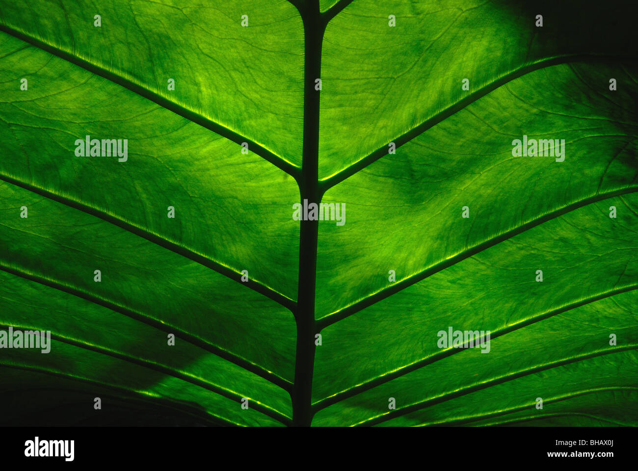 Foglie particolare dei grandi foglie di una pianta di Alocasia Foto Stock