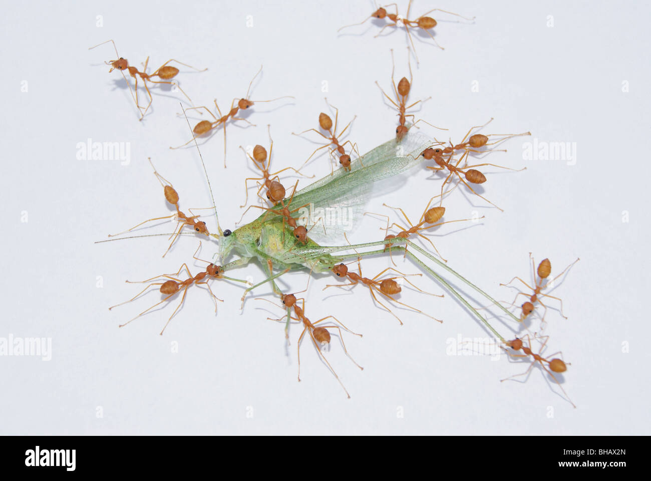Il lavoro di squadra di formiche formiche carnying e mangiare un insetto morto Foto Stock