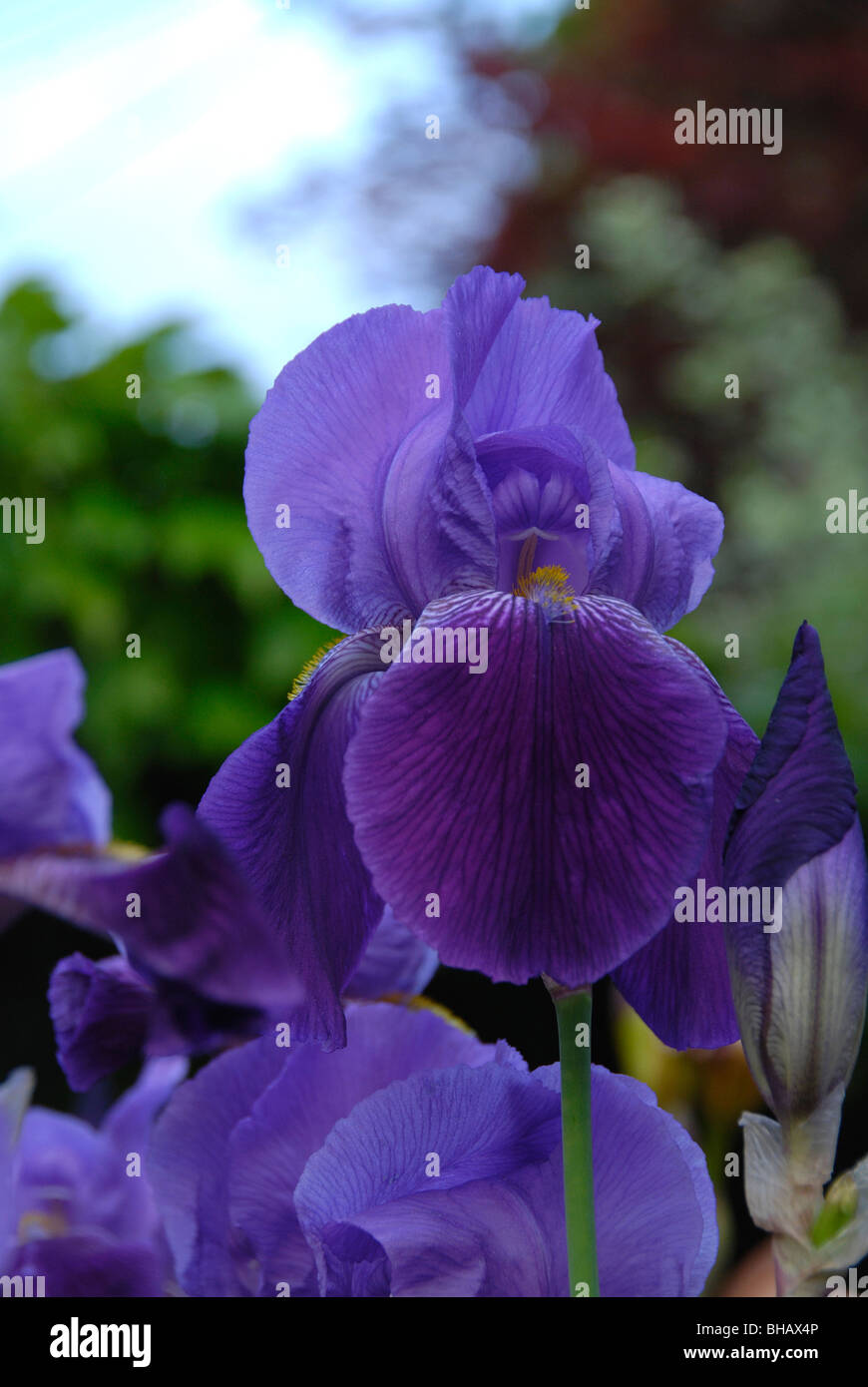 Blu e viola iris barbuto blossom Foto Stock