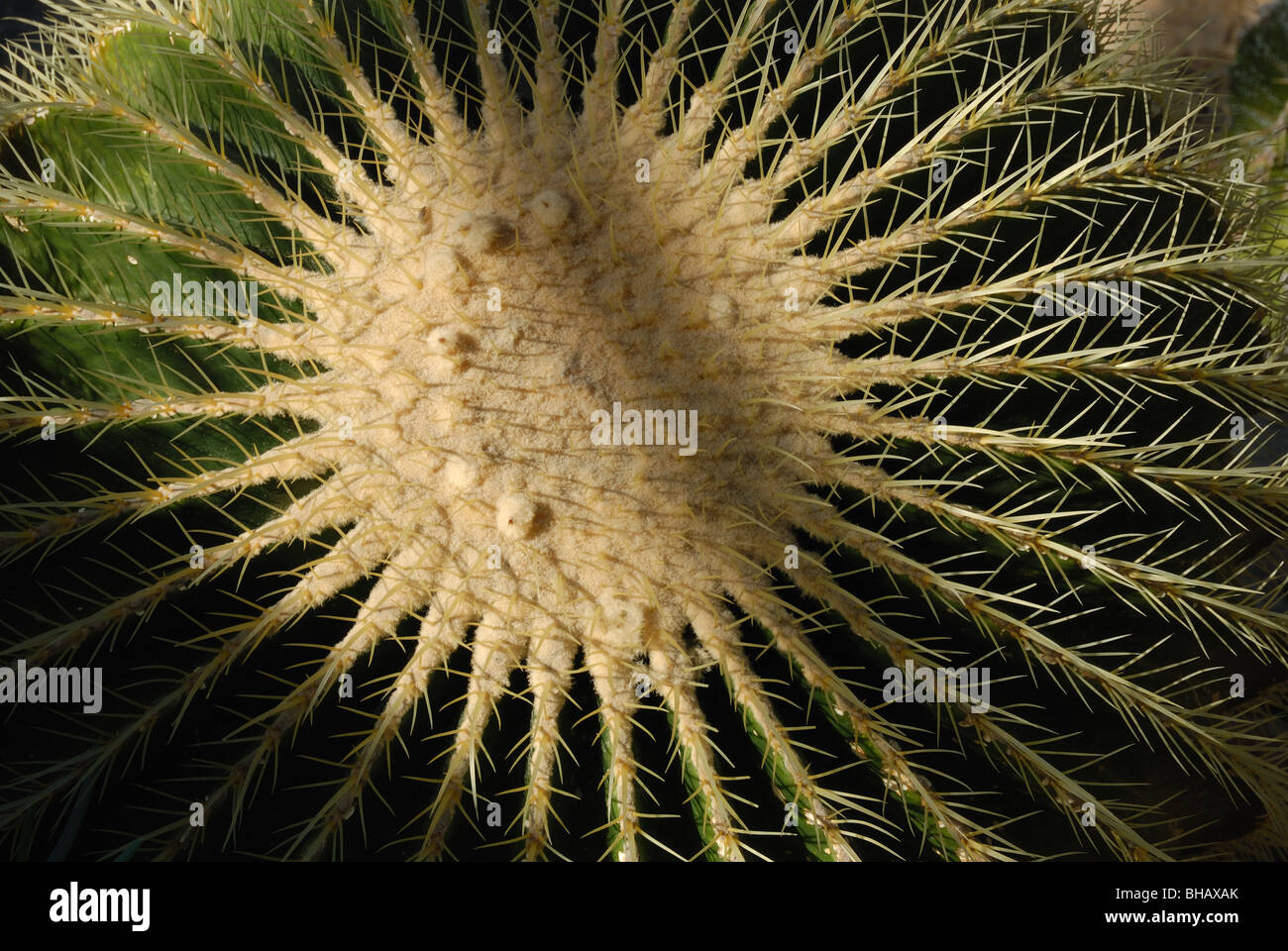Vista dall'alto di una canna d'Oro Cactus Foto Stock