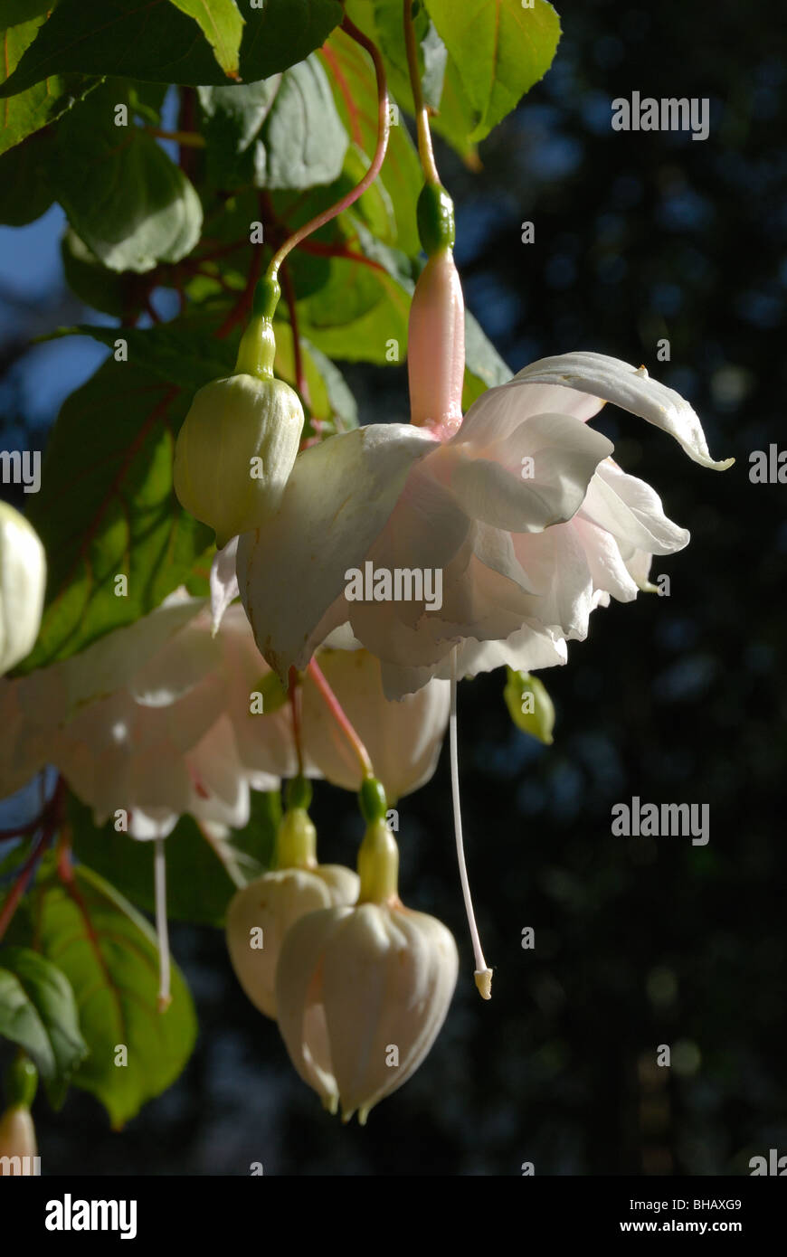 Un gruppo di insolita white fuchsia 'moonglow' sboccia in un cesto pensile Foto Stock