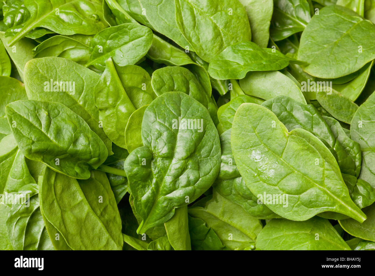 Fresche foglie di spinaci o insalata di spinaci sfondo Foto Stock