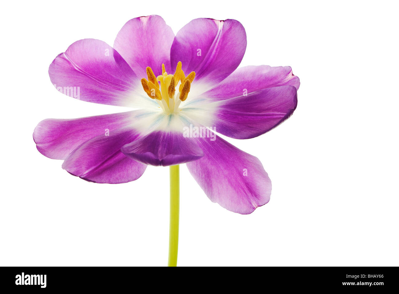 Viola tulip isolati su sfondo bianco Foto Stock