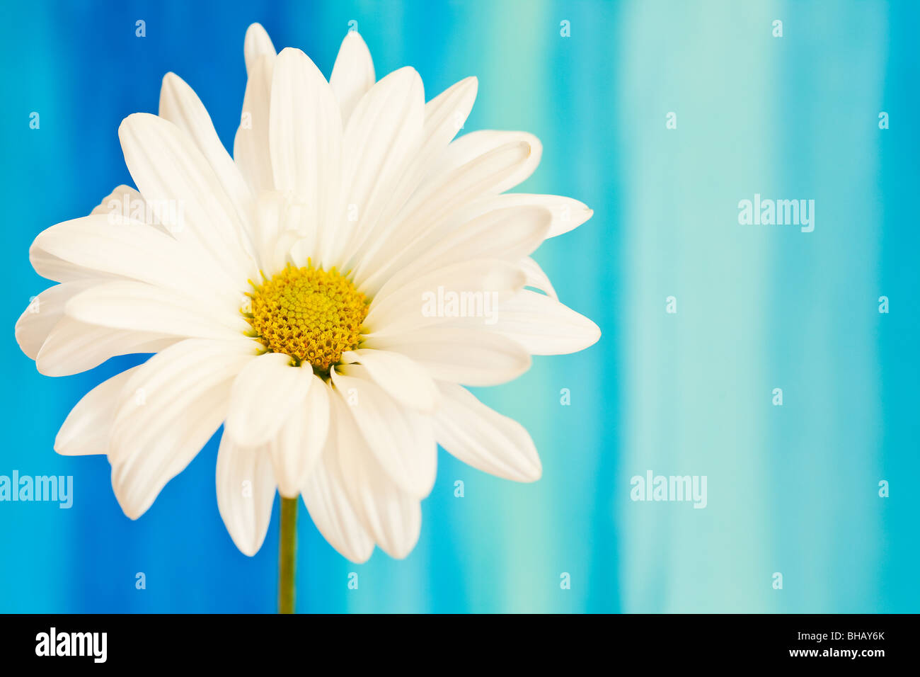 Il bianco e il giallo daisy su un handpained sfondo ad acquerello Foto Stock