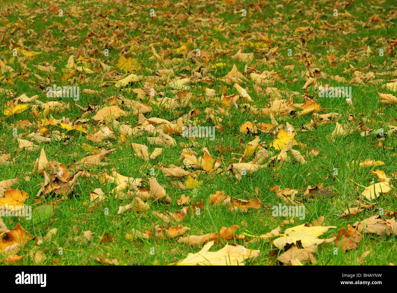 Herbstlaub auf Wiese - caduta delle foglie sul prato 02 Foto Stock