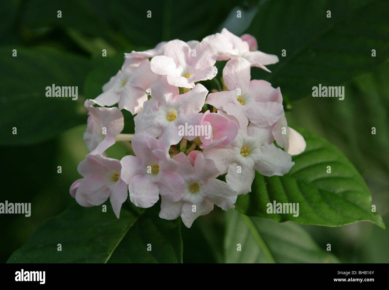 Luculia, Luculia gratissima, Rubiaceae, Western Himalaya, Asia. Molto dolce profumo. Foto Stock