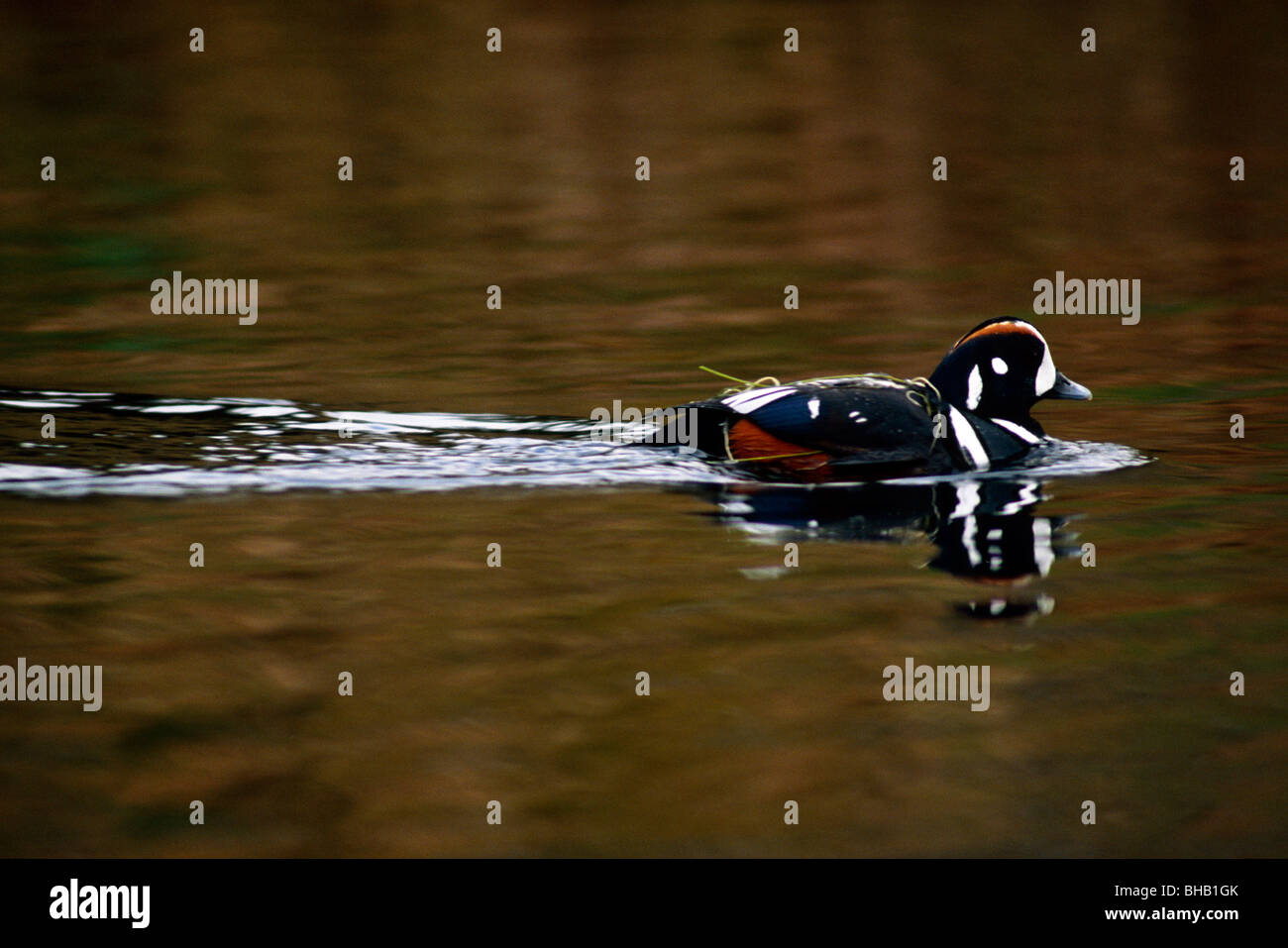 Harlequin Duck sul lago Alaska Foto Stock
