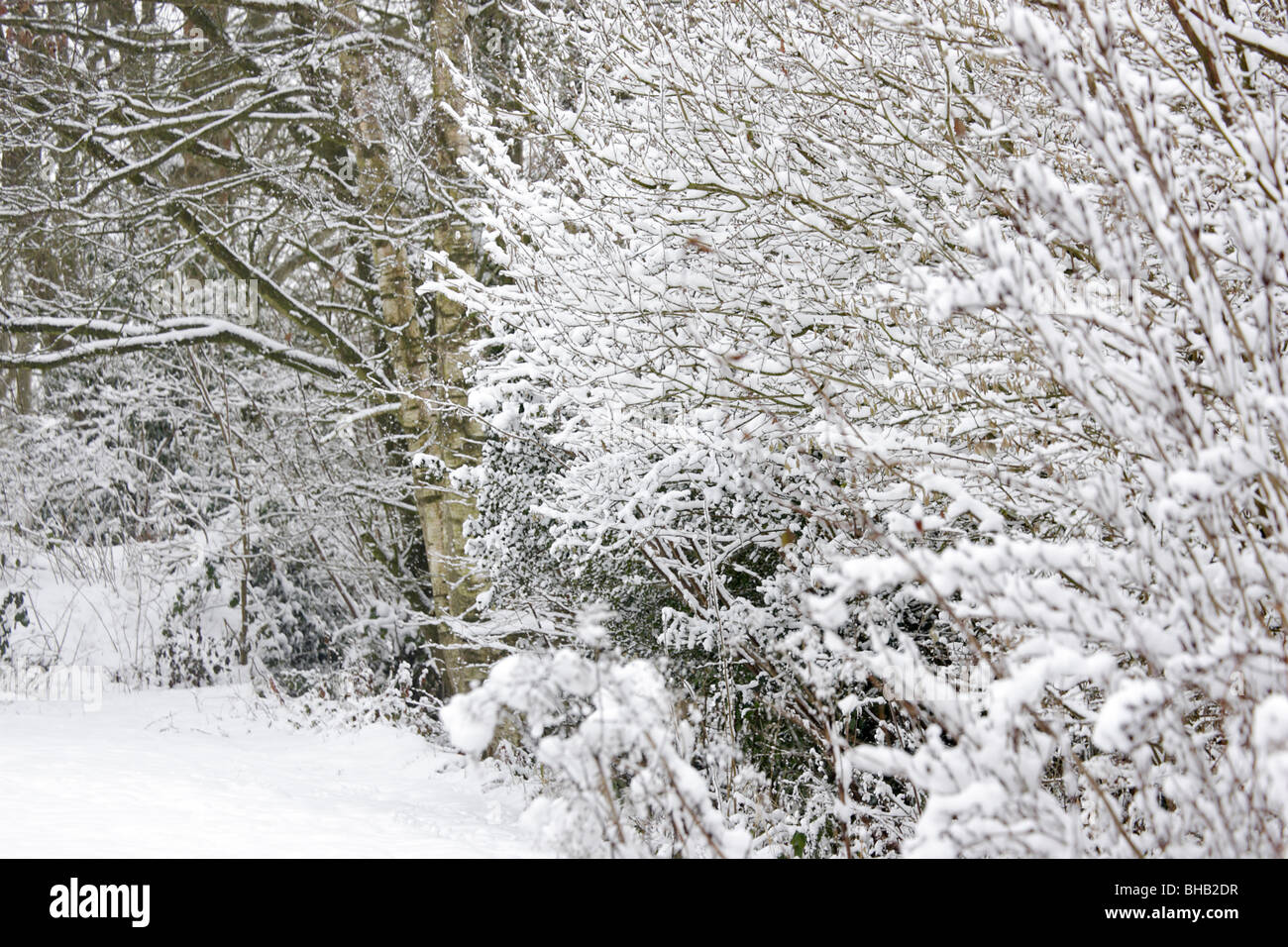 Giardino d'inverno scena di neve Foresta di Dean Foto Stock