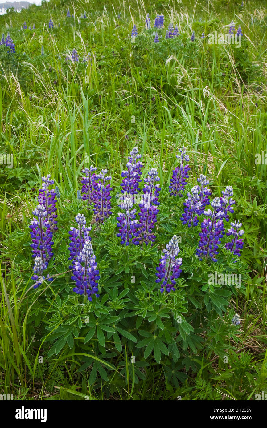Fiori di lupino, Southwest Alaska, estate Foto Stock