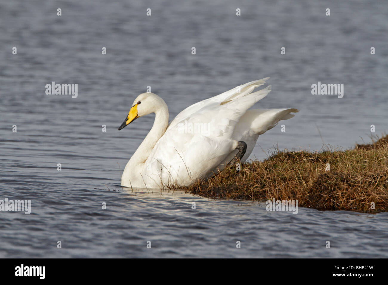 Adulto Whooper Swan entrata in acqua Foto Stock