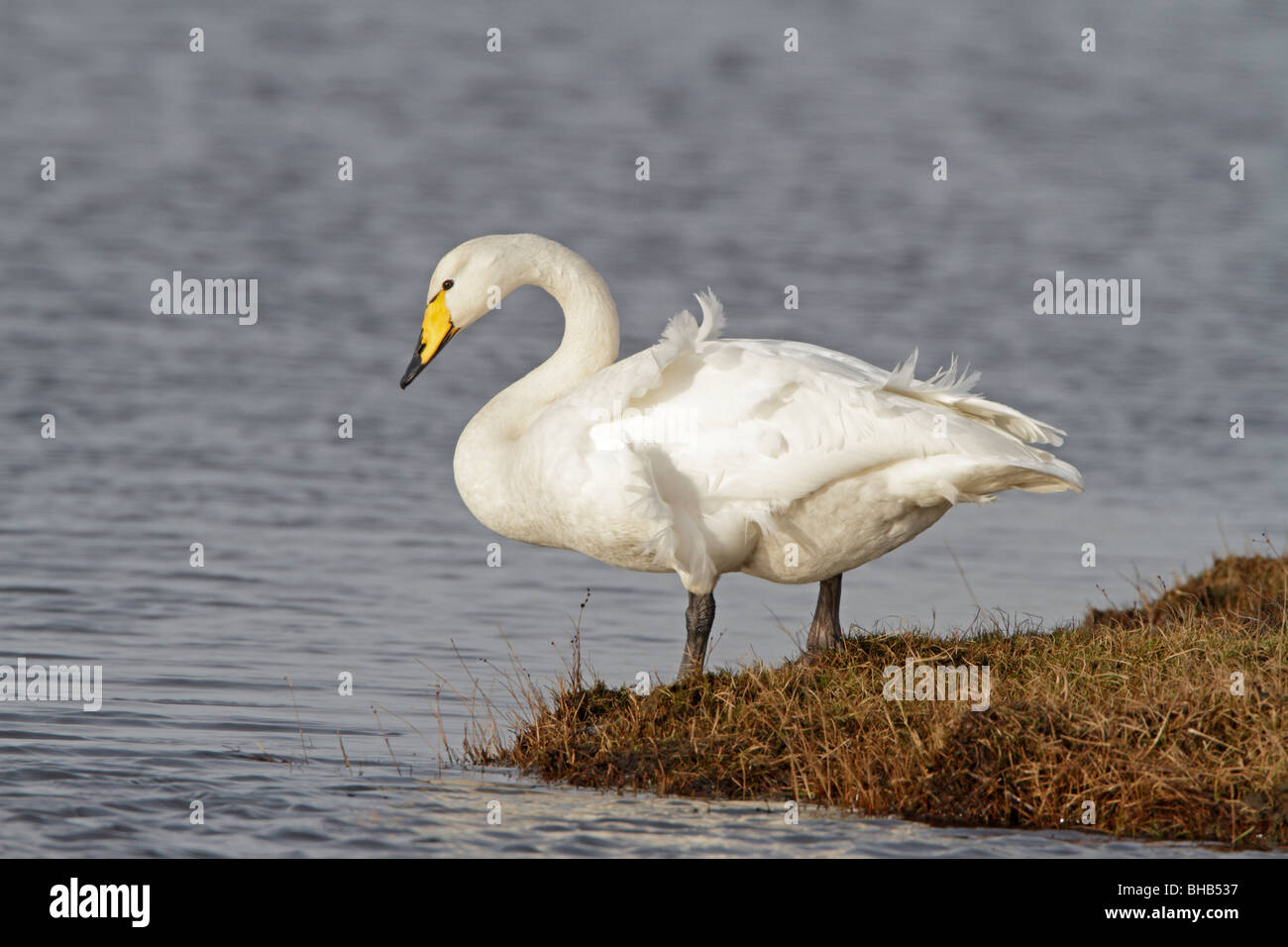 Adulto Whooper Swan Foto Stock