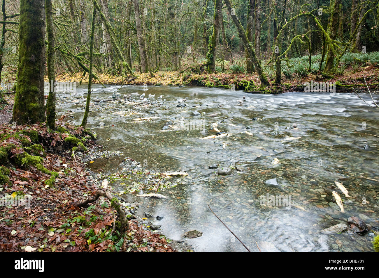 Esecuzione di salmone a Goldstream Park. Isola di Vancouver, BC, Canada Foto Stock
