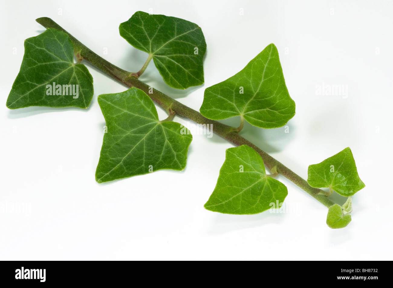 Comune di Edera, inglese (Edera Hedera helix), viticcio, studio immagine. Foto Stock