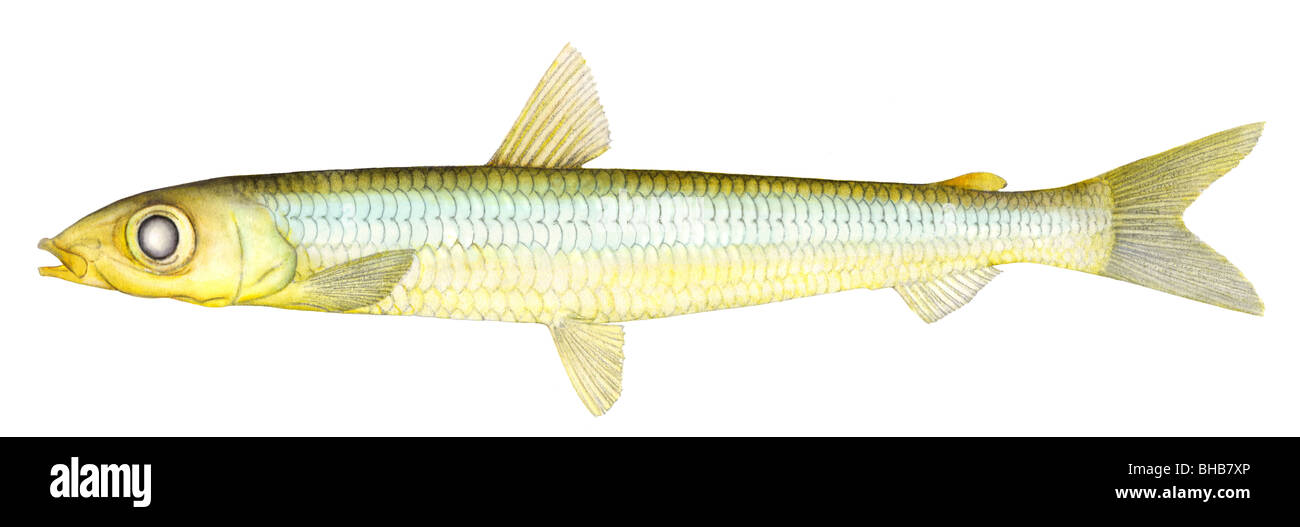 Minor Argentine, puzzava di argento (Argentina sphyraena), disegno Foto Stock