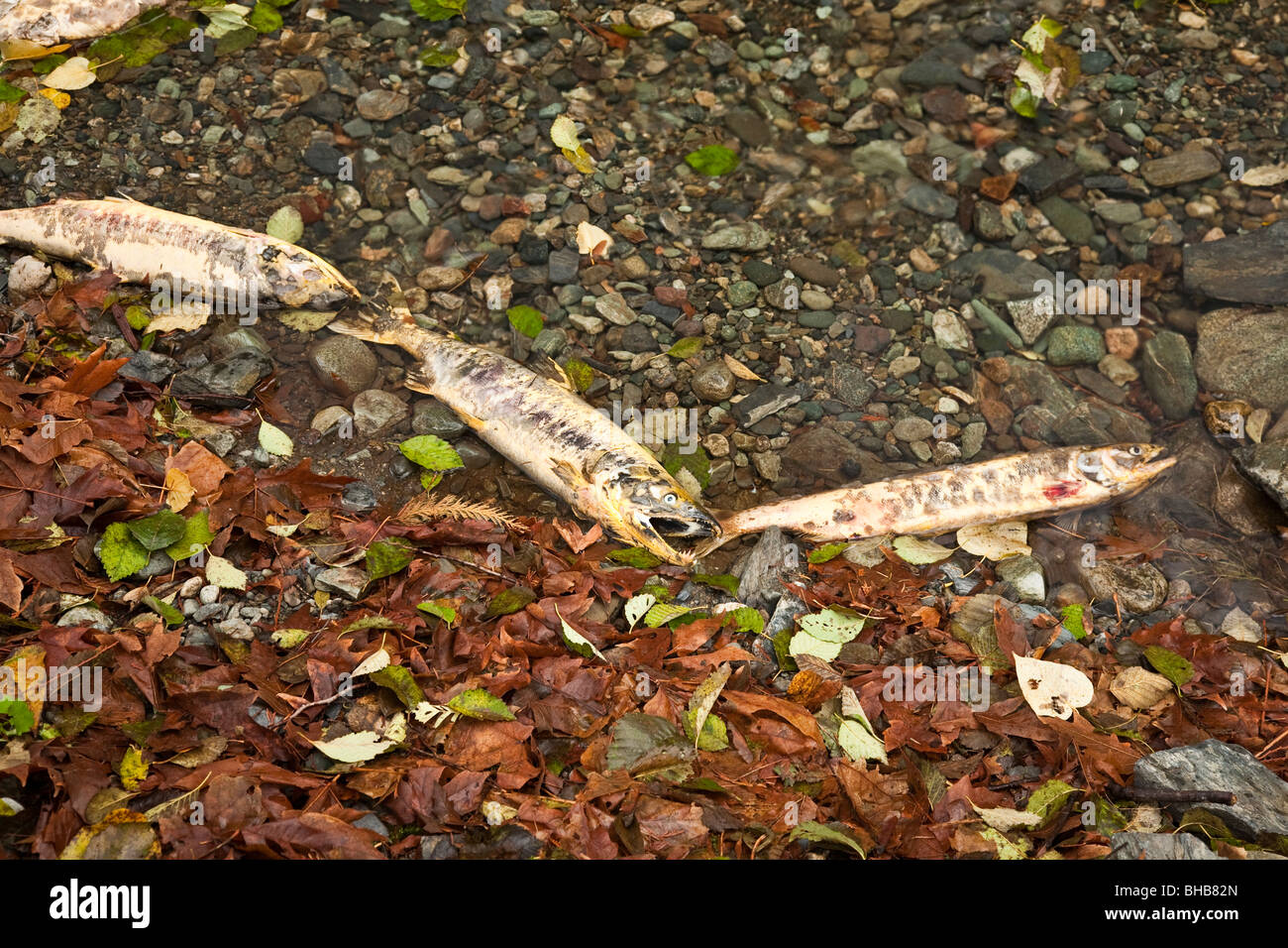 Esecuzione di salmone a Goldstream Park. Isola di Vancouver, BC, Canada Foto Stock