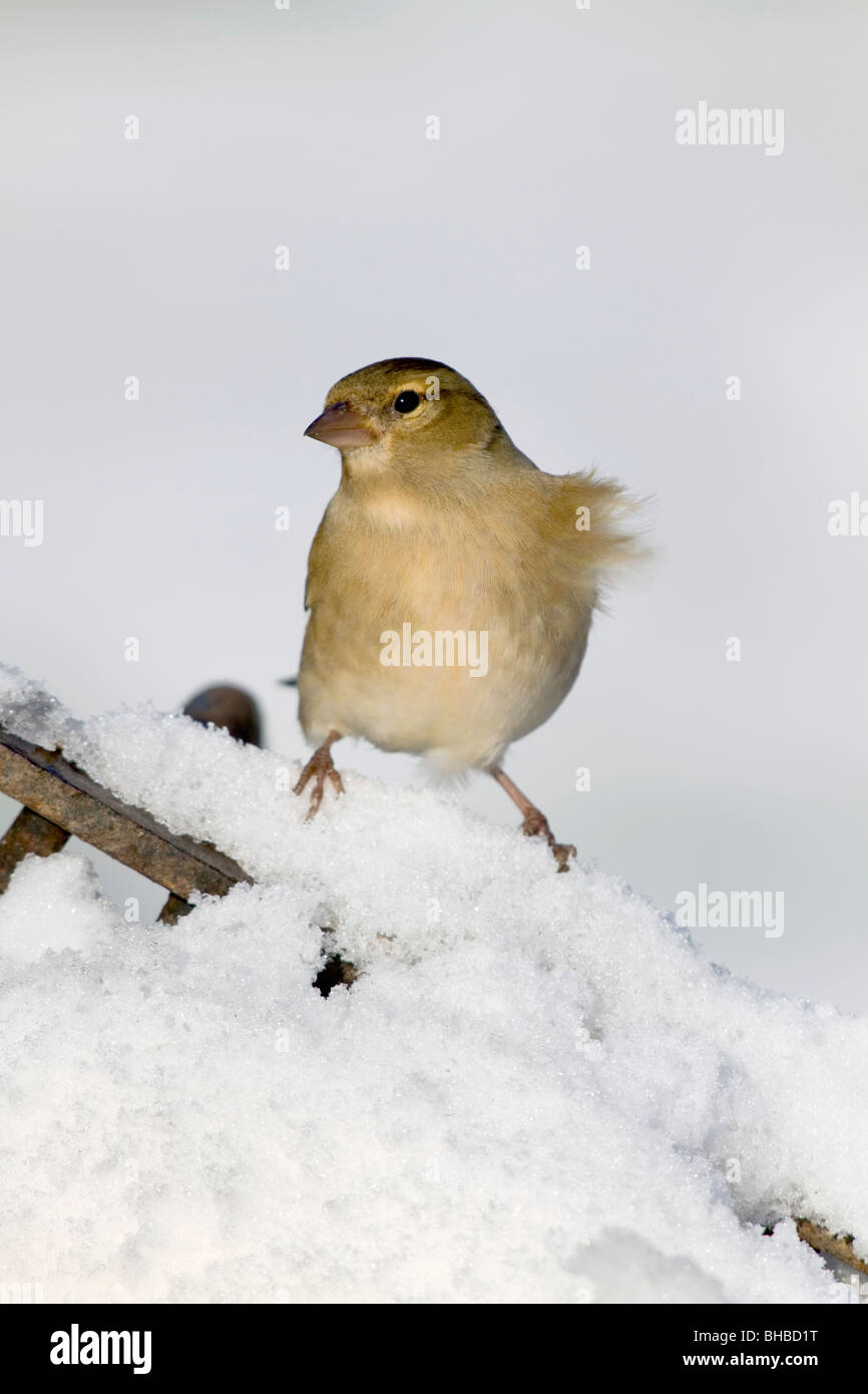 Fringuello; Fringilla coelebs; femmina nella neve Foto Stock