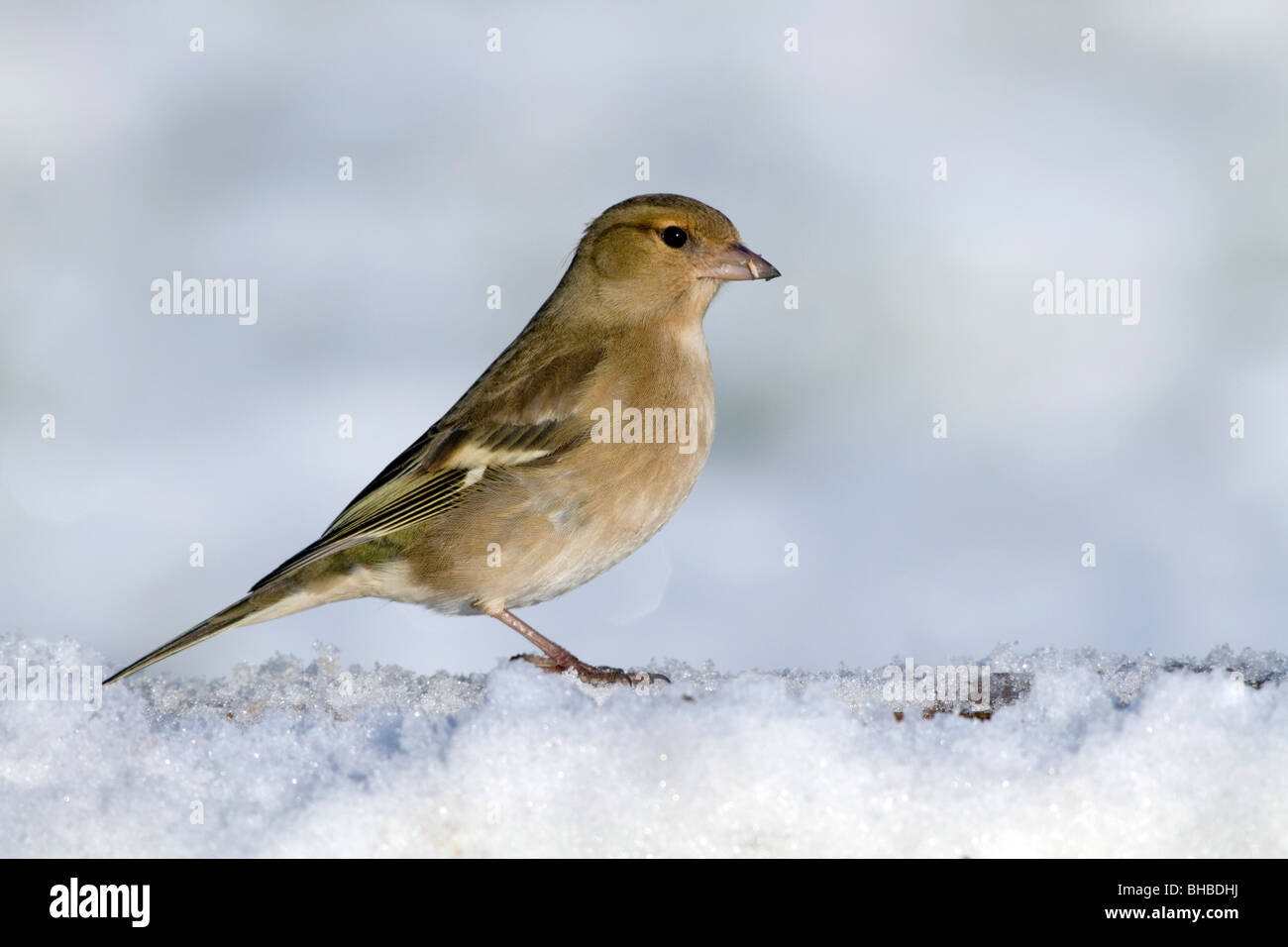 Fringuello; Fringilla coelebs; femmina; nella neve Foto Stock