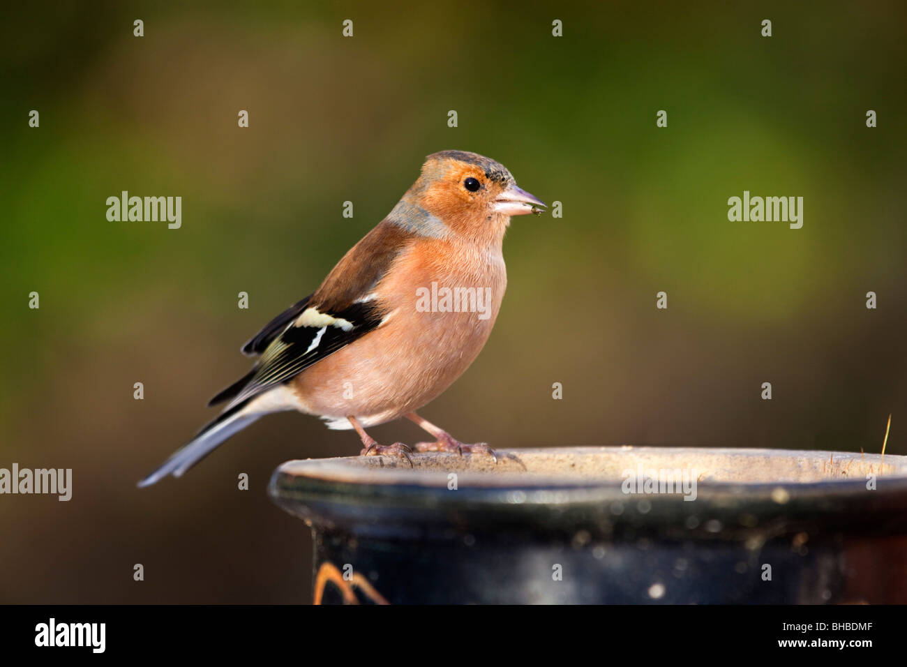 Fringuello; Fringilla coelebs; maschio sulla pianta di giardino pot Foto Stock