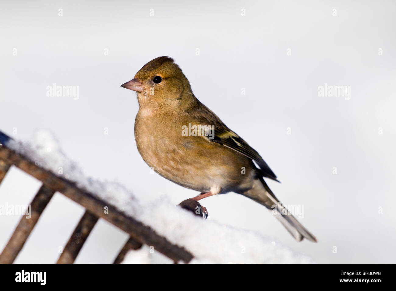 Fringuello; Fringilla coelebs; femmina; su giardino rastrello in snow Foto Stock