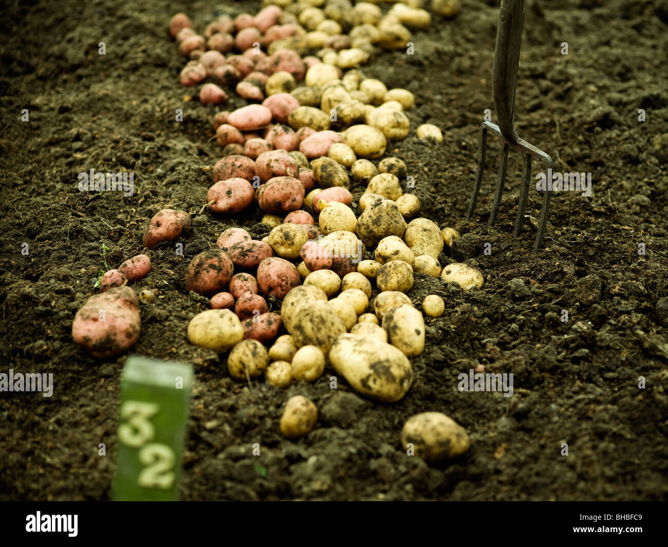 Appena raccolto di patate sul terreno Foto Stock