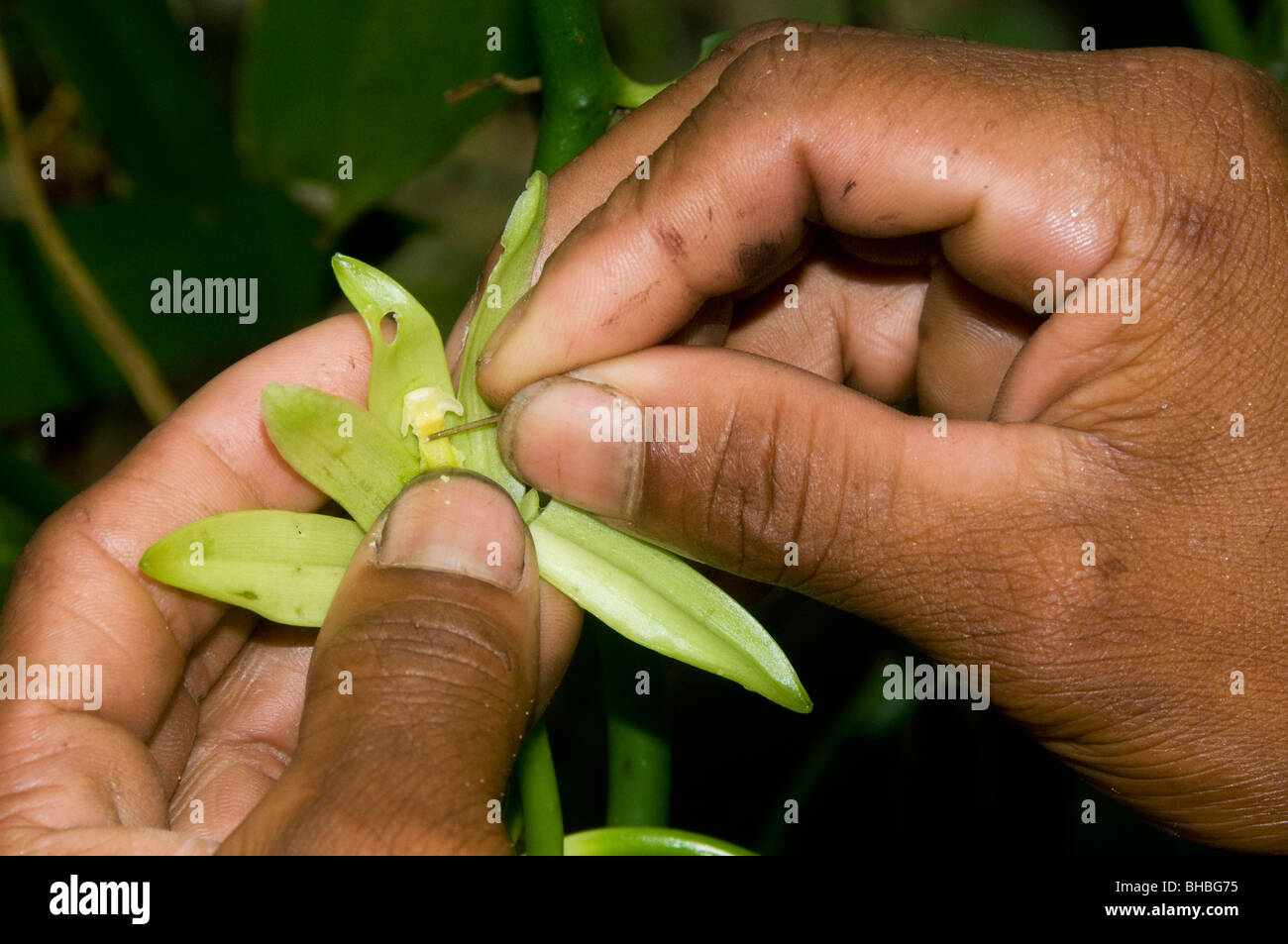 La vaniglia, manualmente di impollinazione orchidee vaniglia, Sambava, Madagascar Foto Stock