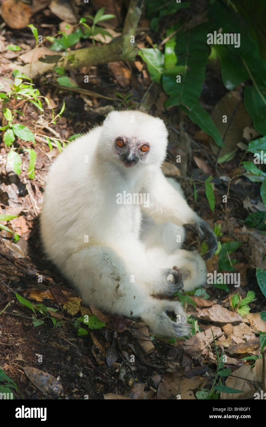 Silky Sifaka lemur (Propithecus candidus) in via di estinzione, Marojejy National Park, Madagascar Foto Stock