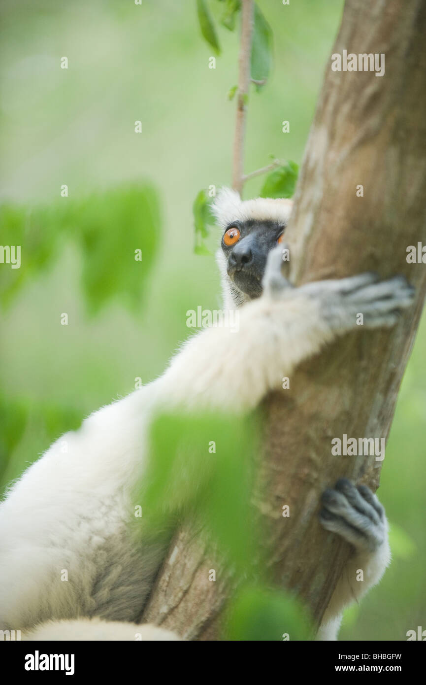 Golden-coronata o di Tattersall Sifaka Lemur (Propithecus tattersalli) in via di estinzione, Fenamby Riserva, Daraina, Madagascar Foto Stock