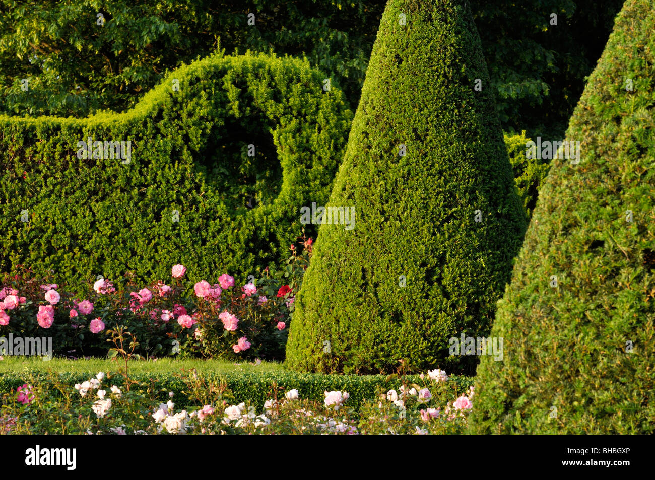 Common yew (Taxus baccata) con forma conica in un giardino di rose, britzer garten, Berlino, Germania Foto Stock