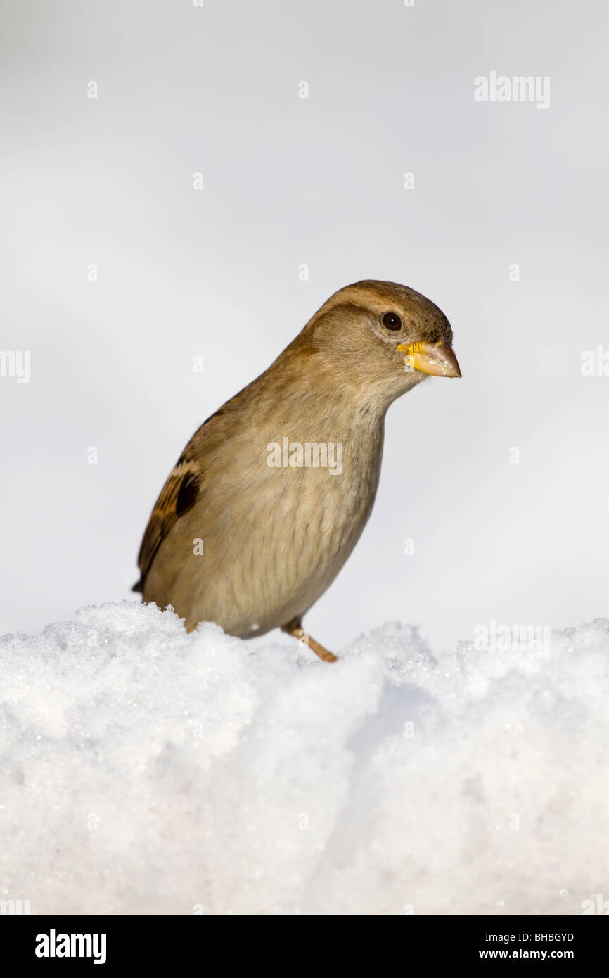 Casa passero; Passer domesticus; femmina nella neve Foto Stock