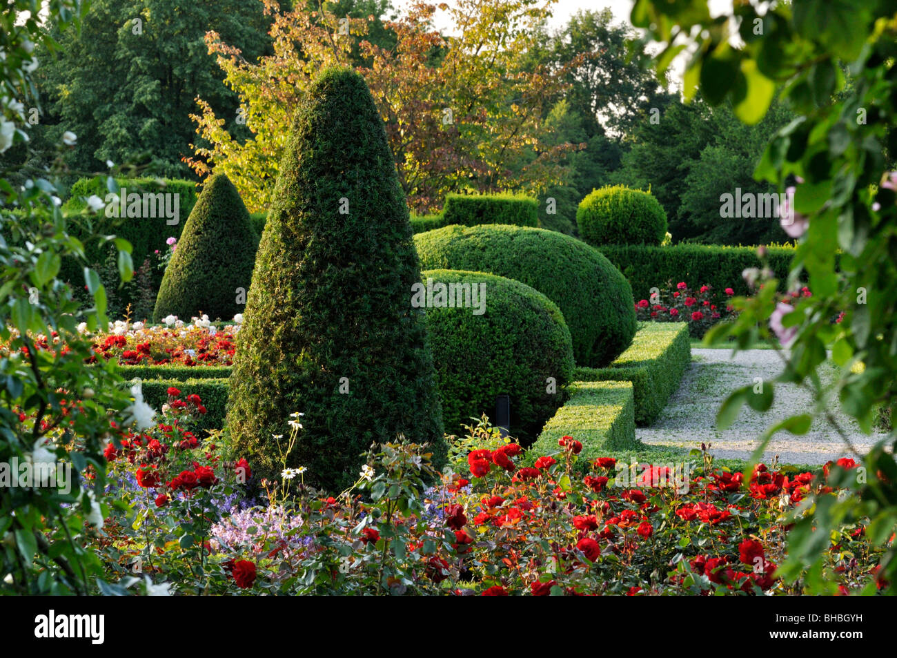 Common yew (Taxus baccata) a forma conica e di forma sferica in un giardino di rose, britzer garten, Berlino, Germania Foto Stock
