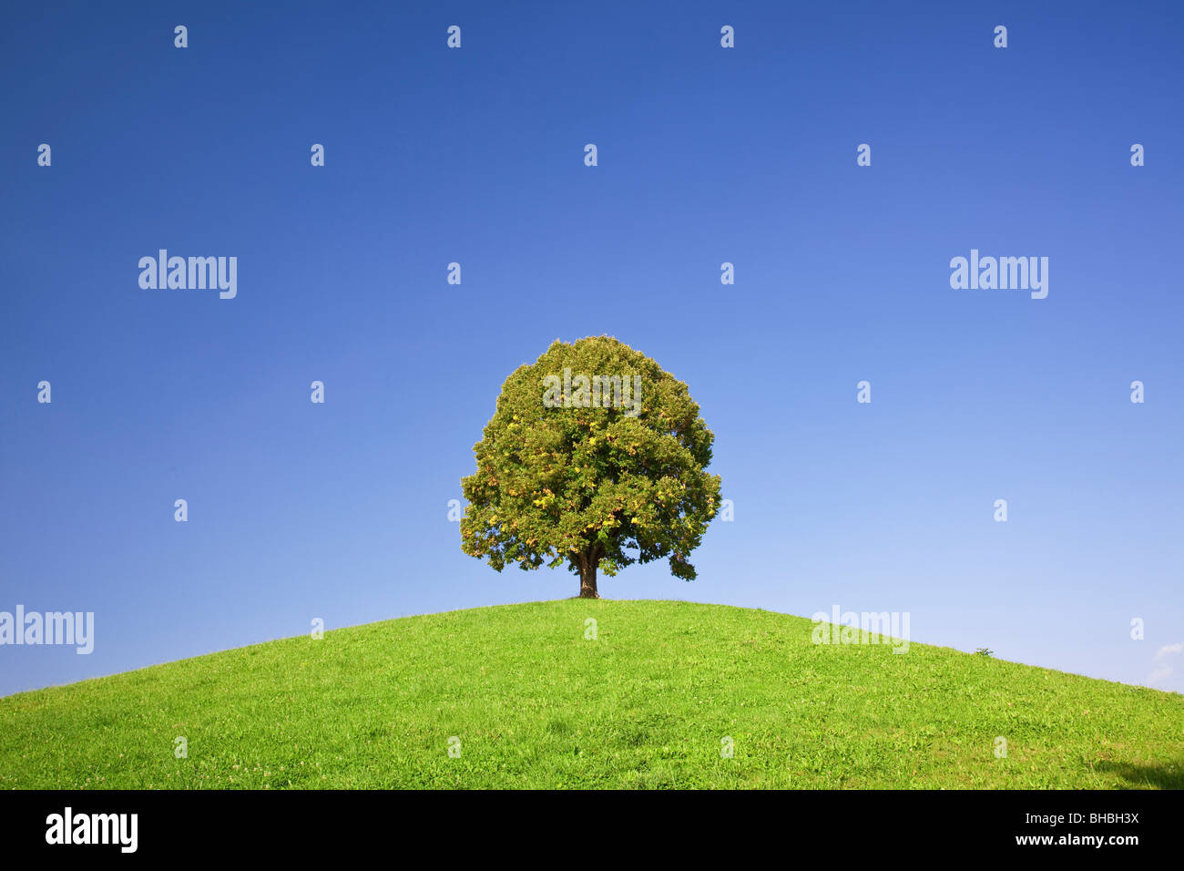 Lone Tree sulla collina Foto Stock