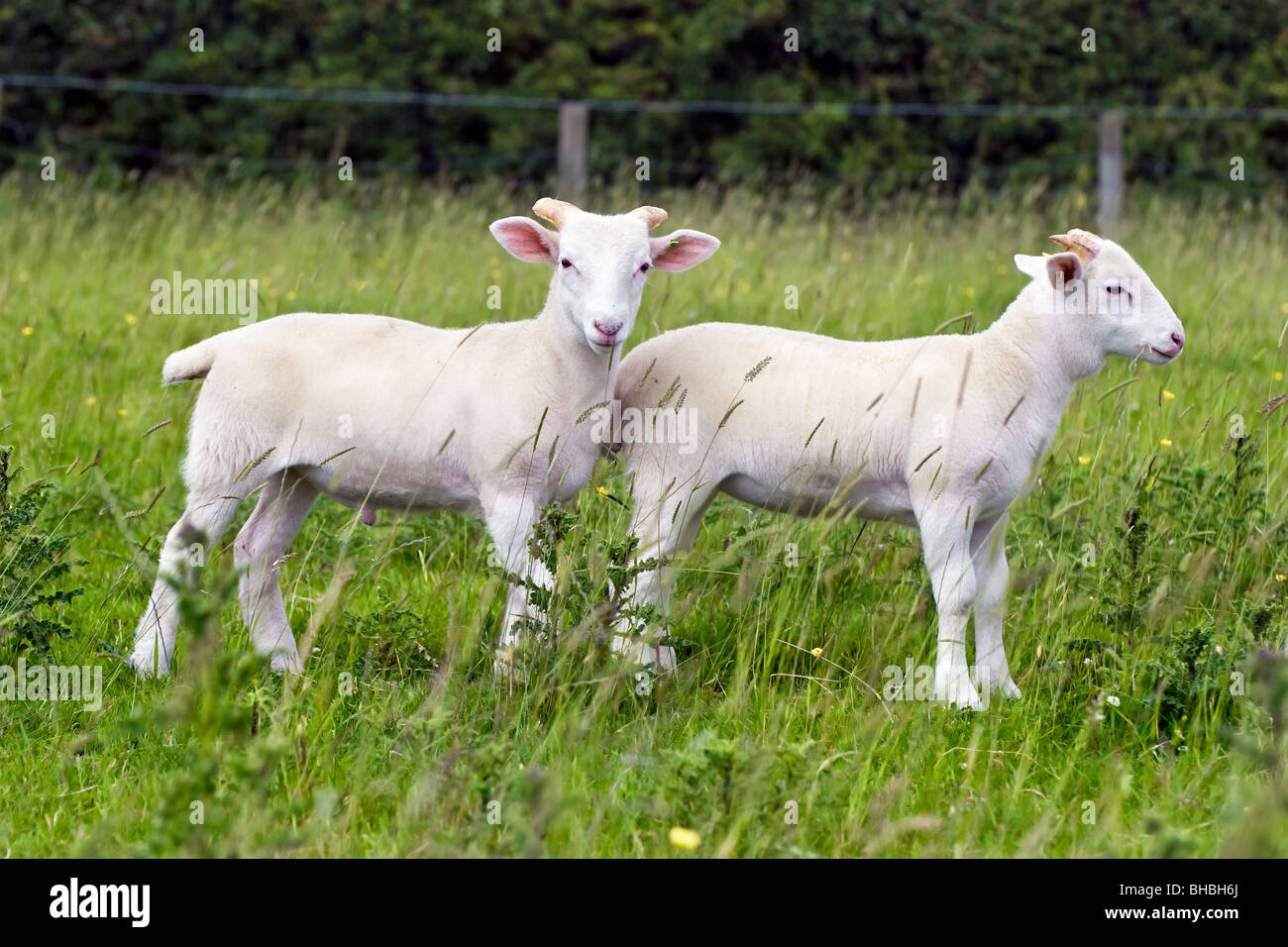 Due Wiltshire horn agnelli in piedi in erba lunga nel campo Foto Stock