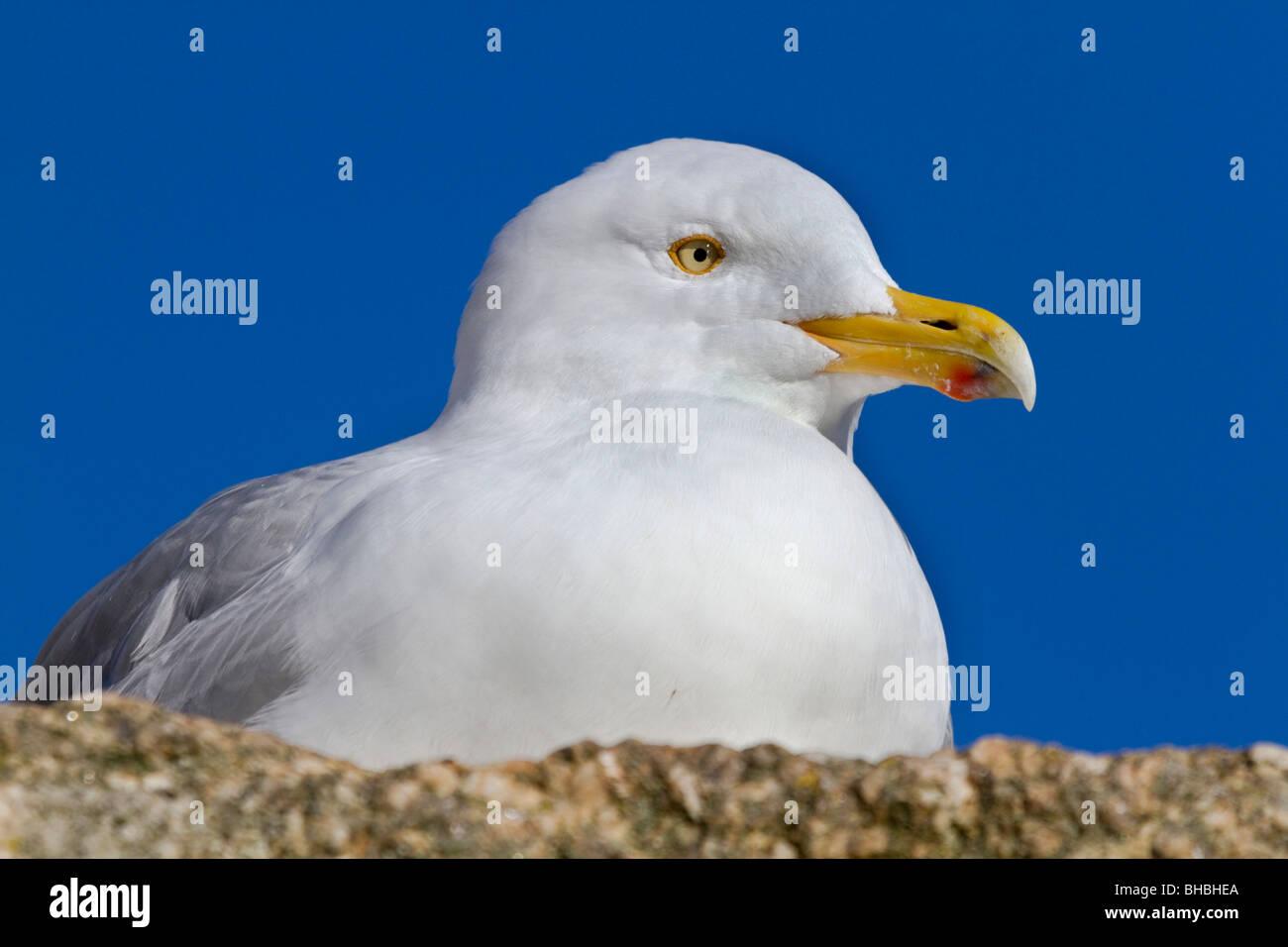 Aringa Gull; Larus argentatus; Cornovaglia Foto Stock
