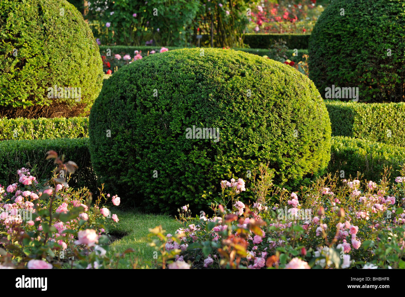 Common yew (Taxus baccata) con forma sferica in un giardino di rose, britzer garten, Berlino, Germania Foto Stock
