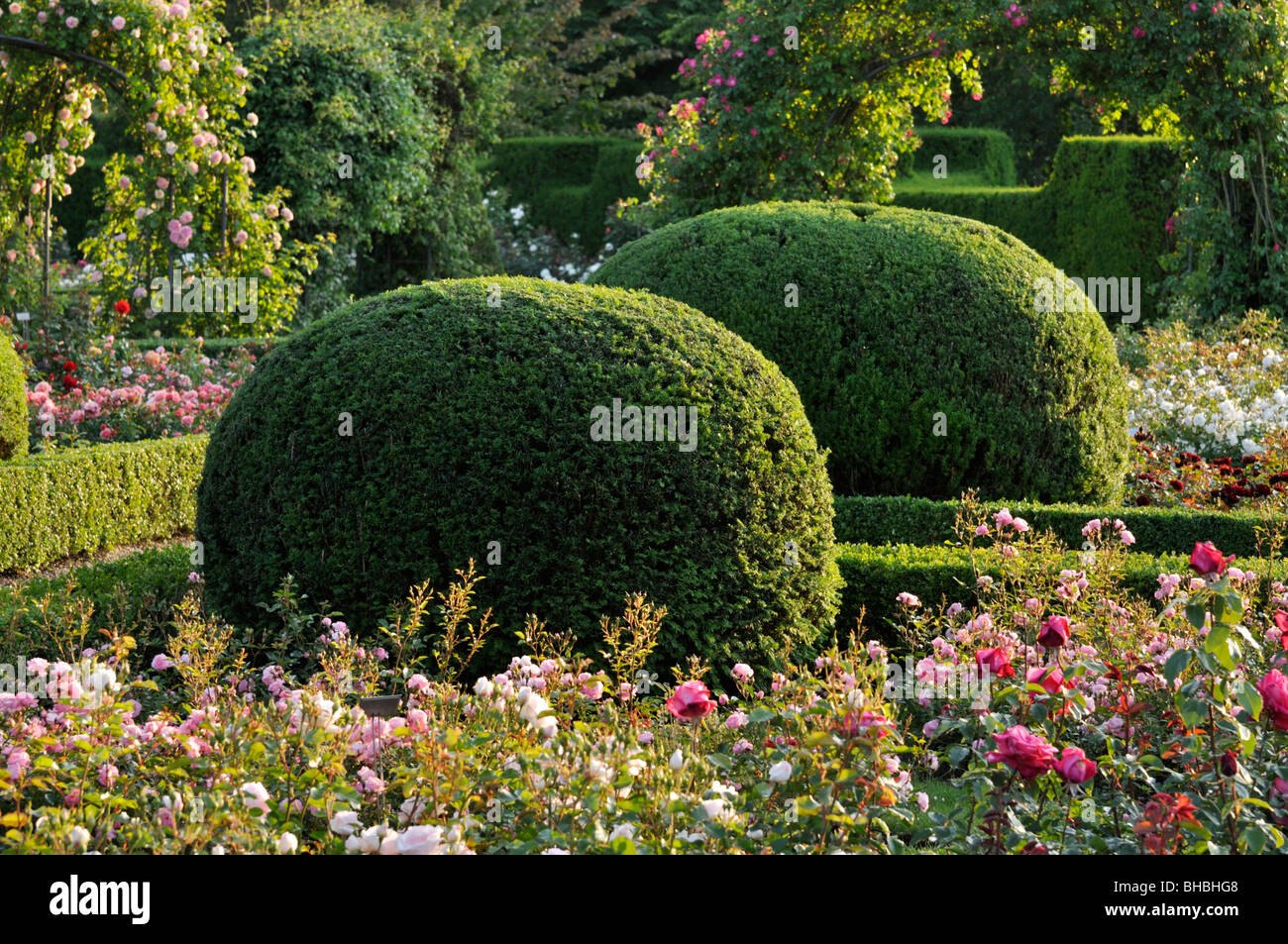 Common yew (Taxus baccata) con forma sferica in un giardino di rose, britzer garten, Berlino, Germania Foto Stock