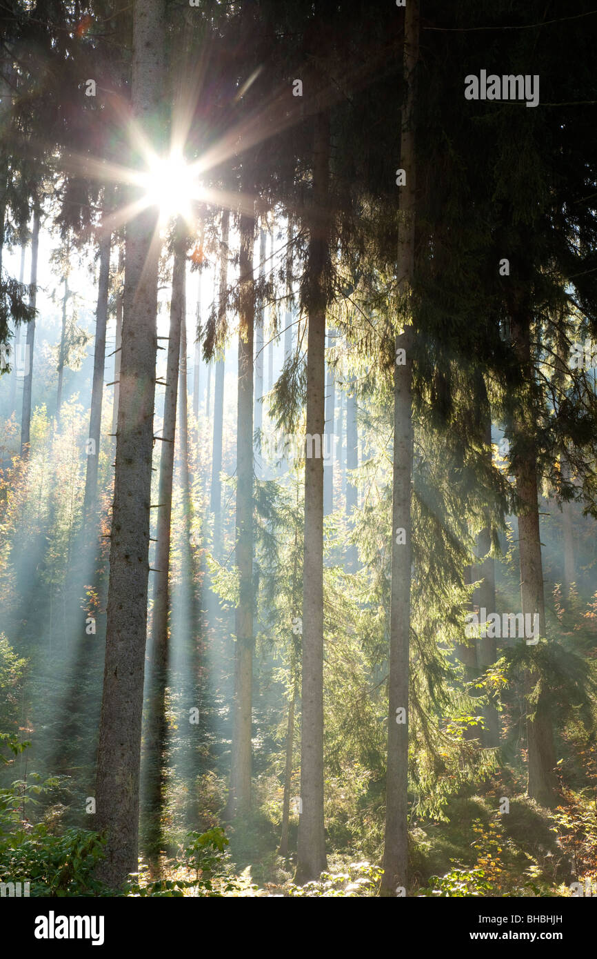 Fasci di luce solare in foresta Foto Stock